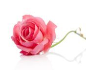 beautiful single pink rose lying down white background 171952989.jpg from pink lying
