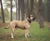 big dog cadebo forest huge cute walk funny gorgeous muzzle pine 274230239.jpg from south africa big bo