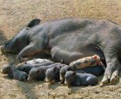 cerdo madre tendido en el suelo de grava roja amamantando lechones coloridos rosados y negros la aldea myanmar local 269006190.jpg from woman amamantando cerdo