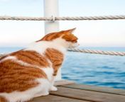 chat rouge mignon regardant la s ance partie sur le pilier bord de mer seul semblant et attendant port du littoral m diterran e 155578591.jpg from chat mar