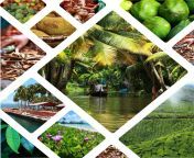 collage india images travel background my photos 73038144.jpg from kerala colage se