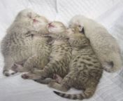 five bsh kitten sleeping together same parents each one has unique pattern their body sleeping 197810274.jpg from 5 bsh