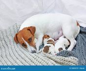  tired mother jack russell terrier two puppies who wet milk knitted rug motherhood protection 180005707.jpg from next Â» a wet dudh nude song trisha xxx com english xxx doctor amp narch com bd
