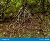 tree exposed roots forest guam lush green foliage background 97571529.jpg from guam exposed