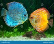 two fish kissing 28888804.jpg from riae and fishball kissing
