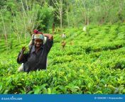 young tamil girl tea plantation 12060300.jpg from 18 sexy photoamanna pundai mulai pics