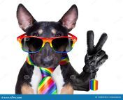 gay pride dog crazy funny gay pitbull dog proud human rights sitting waiting rainbow flag tie sunglasses isolated 150501661.jpg from cachorro gay
