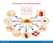 hormones adrenal gland human organs respond to cortisol androgen adrenaline noradrenaline estrogens vector 179448214.jpg from hormones jpg