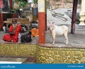 kamrup kamakhya sadhu begging way to temple assam india 75736559.jpg from kamru kamaka
