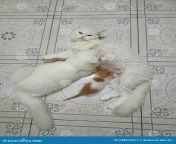mommy cat breastfeeding two kittens 248818377.jpg from breastfeeding cat petsex com siterip