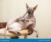 naked cat thoroughbred sphinx sits place 47851156.jpg from nudist cat