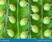 open fresh green peas full screen background close up 93346038.jpg from view full screen peas and pies banana split mp4