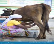 perambalur india circa january woman milks cow traditionally herself village india woman milking cow south 183444381.jpg from indian milking