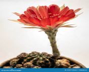pétala delicada vermelha com peluda lisa de flor do cacto da echinopsis cor pelada e sobre fundo branco 233714562.jpg from lisa pelada