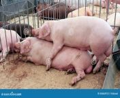 pigs sex have livestock farm 36563912.jpg from pigs sex