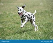 adorable black dalmatian dog outdoors summer young beautiful running grass 93775102.jpg from adorable dalmatian outdoors royalty free image 486407534 1560958706 jpgcrop0 670xw1 00xh0 0622xw0resize480