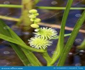 american bur reed growing wetland webster wisconsin sparganium americanum 187689022.jpg from xxxx american bur photo
