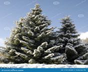 beautiful fir tree 17213000.jpg from like beautiful firs