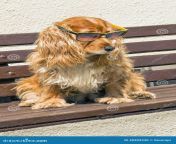coker spaniel sunglasses intelligent dog wearing sitting bench 48303330.jpg from coker