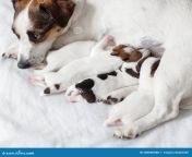 dog breastfeeding puppies dog breastfeeding puppies puppy mother dog home 200868588.jpg from breastfeed a puppy