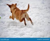 dog leaping away camera snow 24287516.jpg from aeayleapint