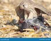 falcon eats pigeon caught field 252374624.jpg from caught field