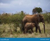 female elephant feeding her calf late afternoon shot taken masai mara national reserve november 38133232.jpg from elephnat mating