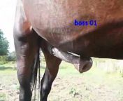5f6706edbba8f mp4 4b.jpg from erect stallion cock close up