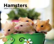 thq2024 hamster po rno favorite with ceretemas info from camfrog thailand