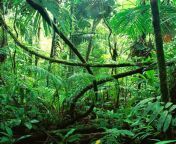 chiapas rainforest crop.jpg from joungle