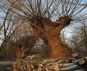 170px bourgoyen knotted willow and woodpile.jpg from willowgreysspcinerea f 2017 05 03 parks crosby 067p87 jpg