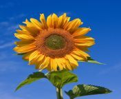 1200px sunflower sky backdrop.jpg from akhialomgirsex commom sun r