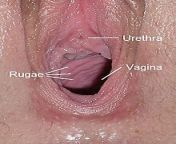 220px rugae vaginales.jpg from vagina images