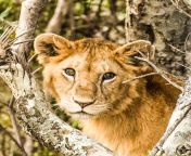 1200px wildlife at maasai mara lion.jpg from eanemalxxx