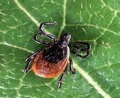 220px adult deer tick.jpg from gagapata