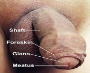 640px penis with labels.jpg from desi old man penis lying