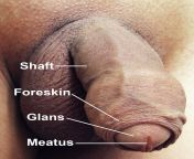 1200px penis with labels.jpg from male sex panis
