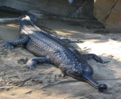 gharial san diego.jpg from with garial