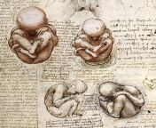 views of a foetus in the womb.jpg.jpglarge.jpg from 1510 jpg
