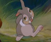 shy thumper ty6f71lxlby8livt.jpg from wallpapers