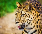 893775 beauty cute amazing animal leopard animal.jpg from anemal and