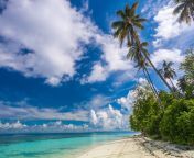 972697 beach shrubs palm trees island paradise clouds tropical beautiful white sand summer travel malaysia ocean.jpg from www beach