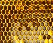 मधुमक्खियों द्वारा शहद कैसे बनाया जाता है.jpg from मूर्ख अरब मोसी अलग करना नंगा तथा गड़बड़ द्वारा