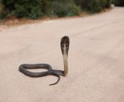 230419 delhi nikhil bisht snake cobra snake snake 2 scaled.jpg from snaek