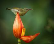 photographer snaps picture of tiny bird bathing in flower petal.jpg from bathing