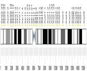 human chromosome x ideogram.jpg from it0coxq22to jpg