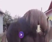 جفت گیری اسب های خوشکل.jpg from فیلم سیکس اسب وزن