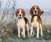 beagles standing in a frosty field on a cold morning.jpg from bigle all your pix