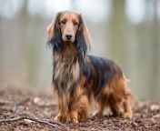longhaired dachshund standing outdoors.jpg from www haired