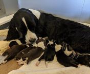 springer dam puppies small500x450.jpg from kind woman breastfeeding hungry puppies